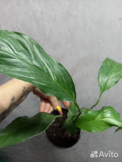 Спатифилум даймонд