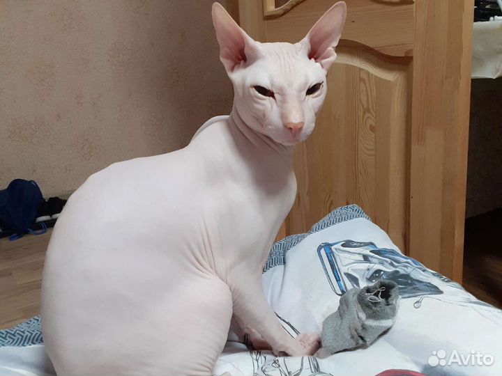 Донской сфинкс