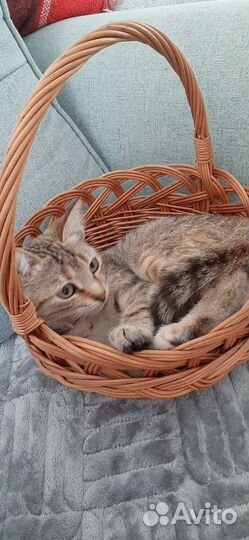 Кошка-подросток