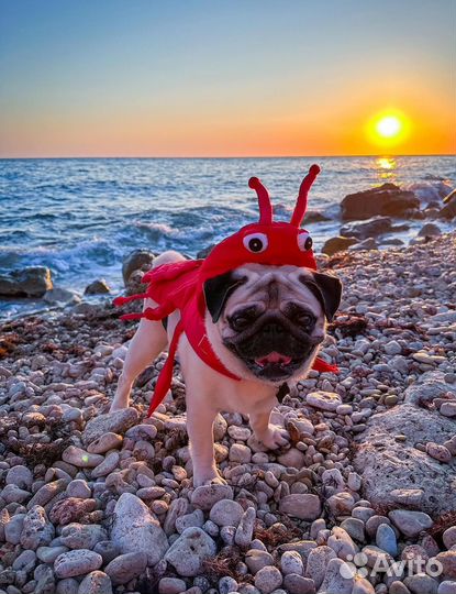 Костюм для собаки Краб