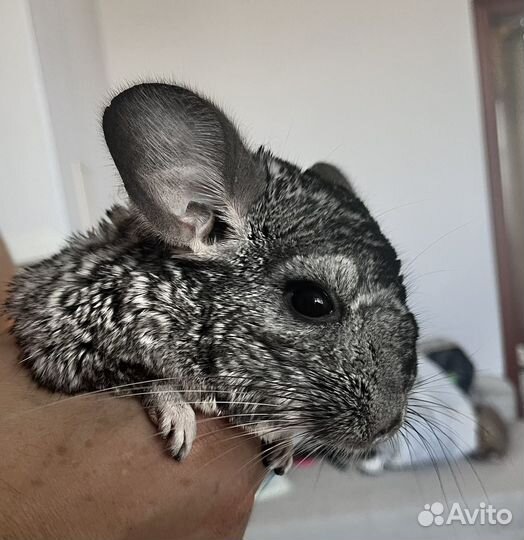 Шиншилла+ клетка+удобства