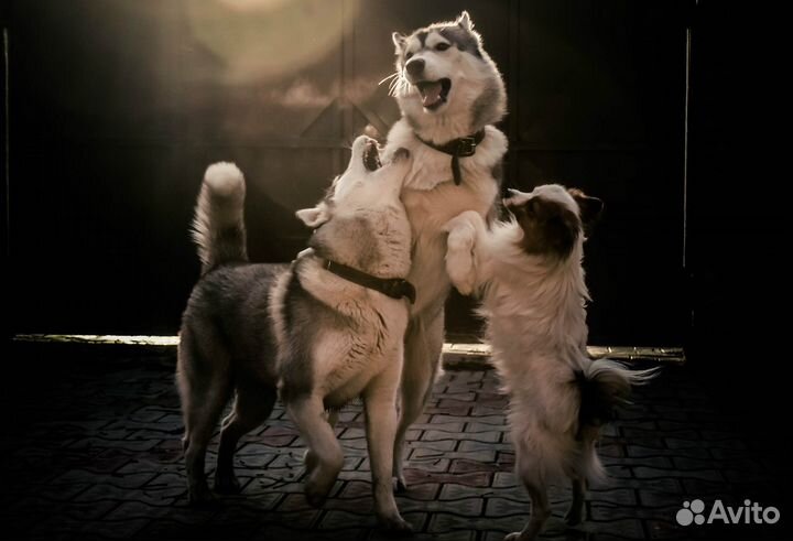 Передержка домашних животных. Зоогостиница