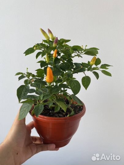 Острый перец (комнатный)