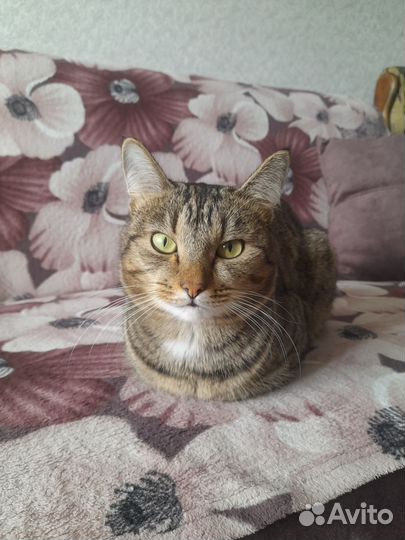 Кот в добрые руки