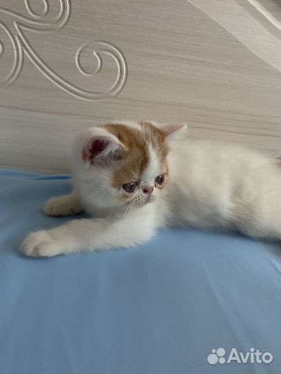 Экзотическая кошка