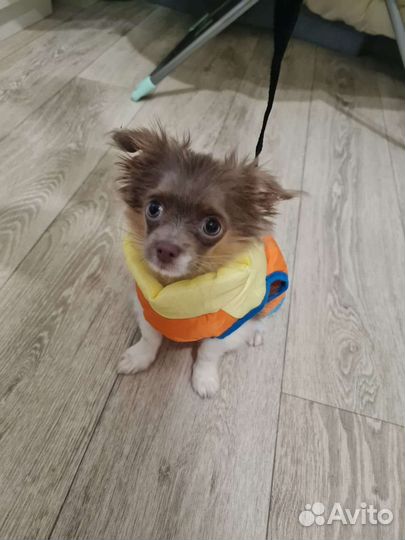 Жилетка для собаки мелких пород