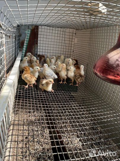 Цыплята кучинские