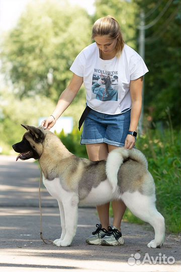 Американская акита