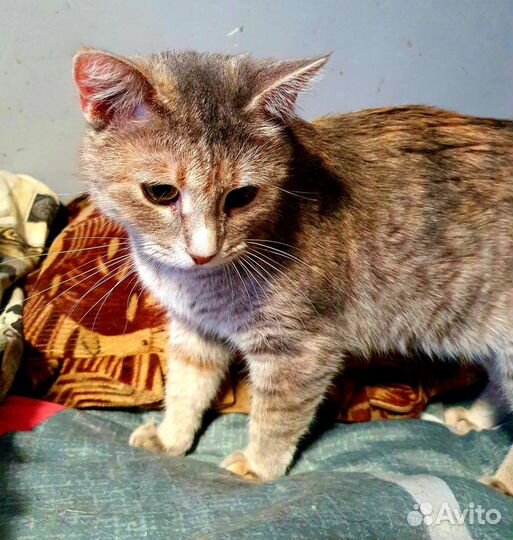 Шпротики в приюте увы могут остаться навсегда