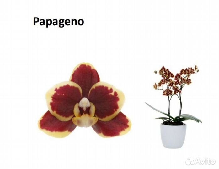 Подростки орхидей фаленопсис