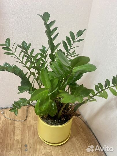 Цветок Замиокулькас в горшке