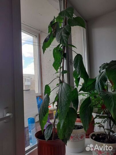 Гибискус китайская роза