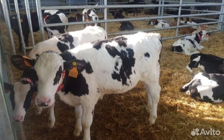 Бычки телята