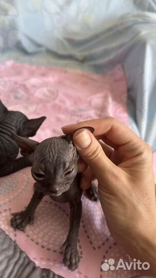 Канадский сфинкс