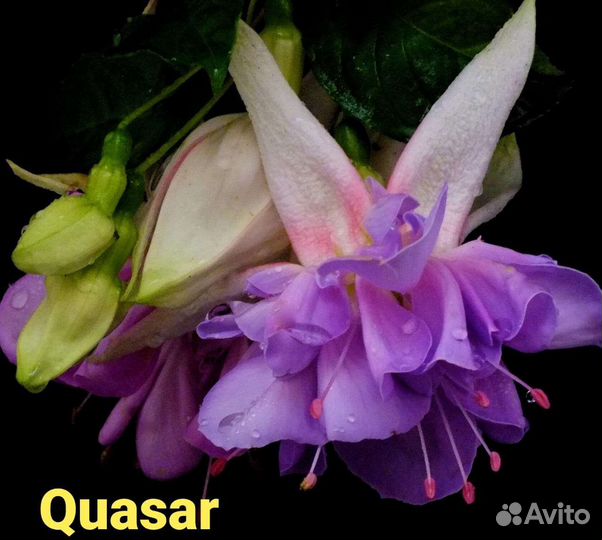 Фуксии сортовые