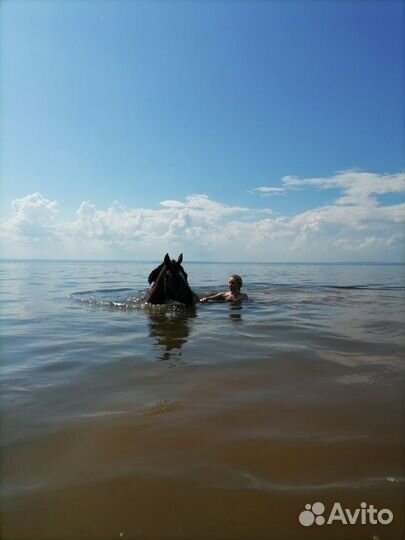 Прогулки верхом круглый год