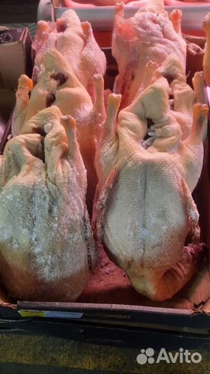 Индейка,куры,гуси,утки (домашняя мясо)