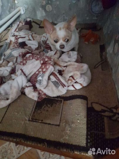 Щенок помесь чихуа Хуа и таксы