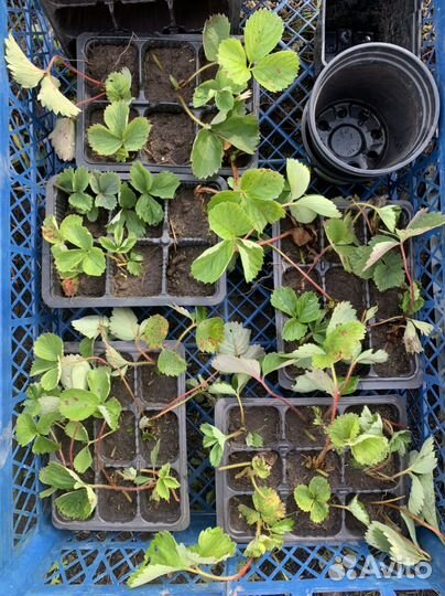 Рассада клубники