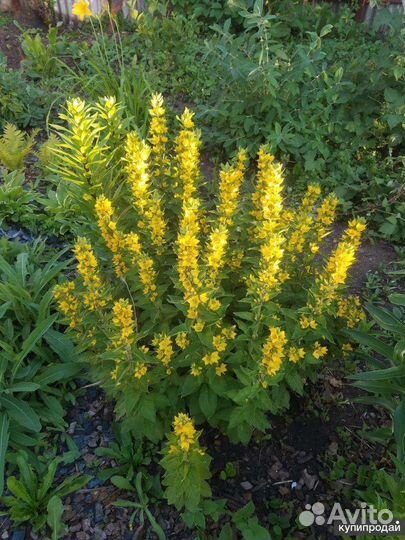 Вербейник точечный (многолетний)