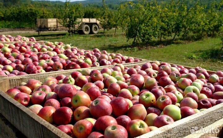 Сборка яблок