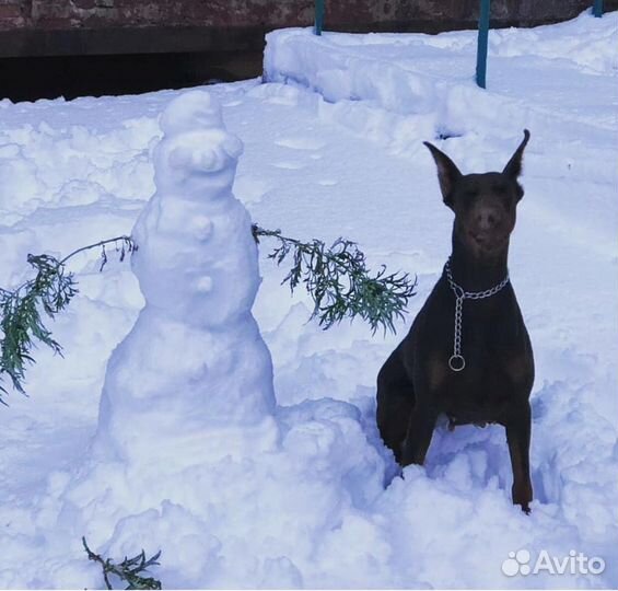 Передержка для домашних животных