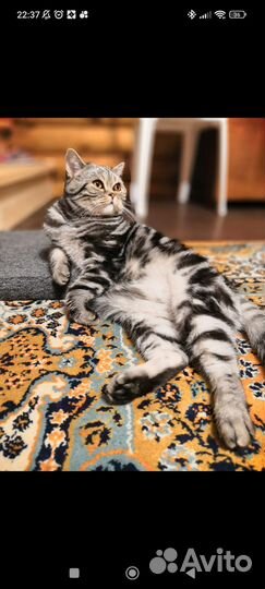 Британский кот