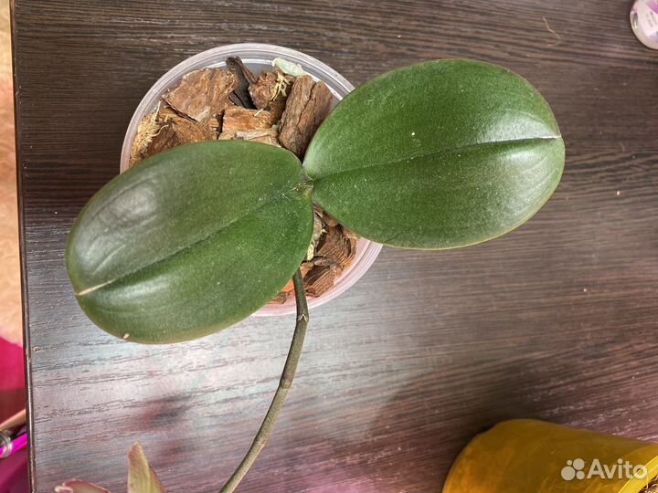 Орхидея фаленопсис бабочка Черри бомб