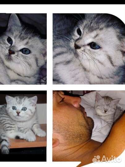 Британская серебристая шиншилла