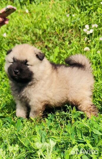 Пушистое счастье - щенок кеесхонда