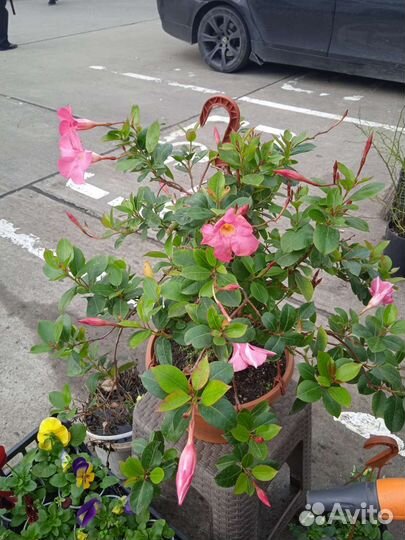 Диплодения