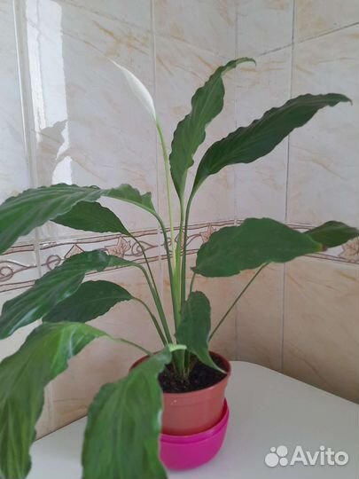 Спатифиллум