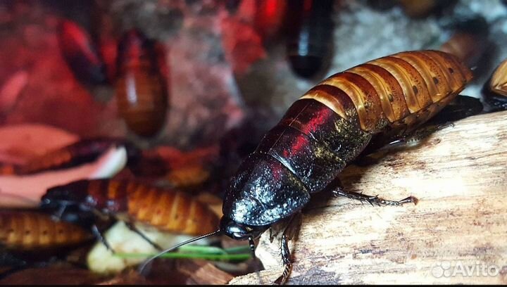 Мадагаскарские тараканы