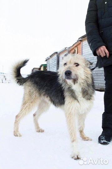 Собака в добрые руки отдам бесплатно