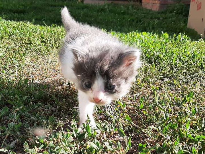 Котята вислоухие