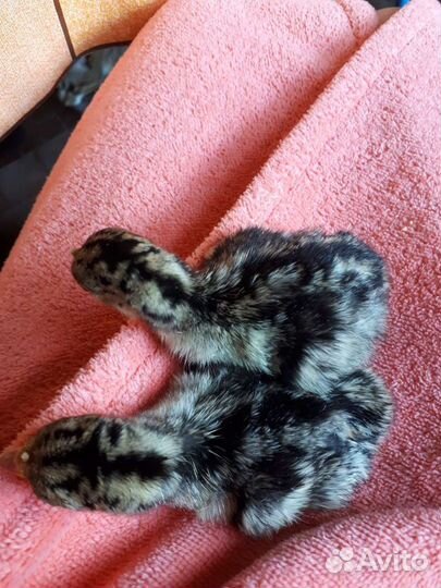 Куры,утки,индюшата,цыплята, инкубационное яицо