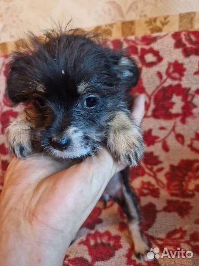 Собака щенки