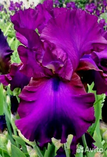 Многолетние растения