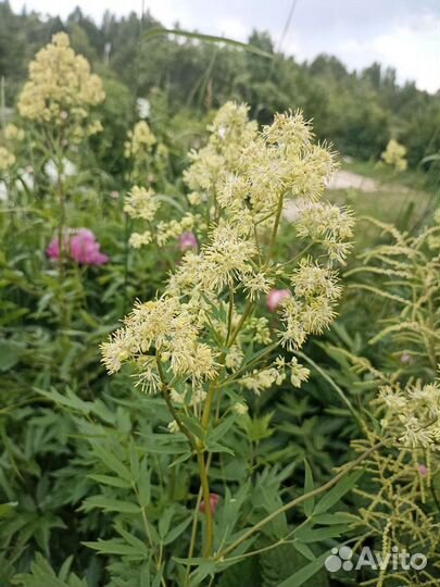 Цветок василистник