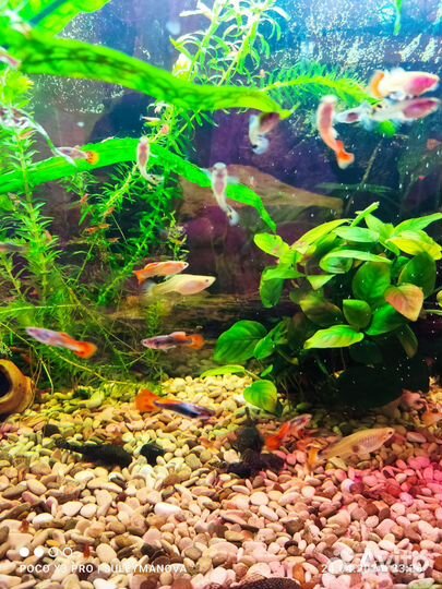 Гуппи самцы