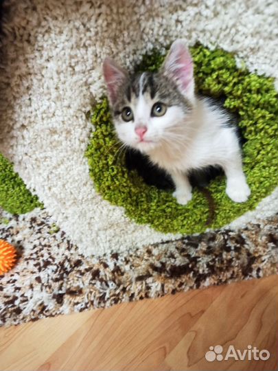 Котенок девочка в добрые руки