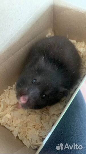 Сирийский хомяк с клеткой