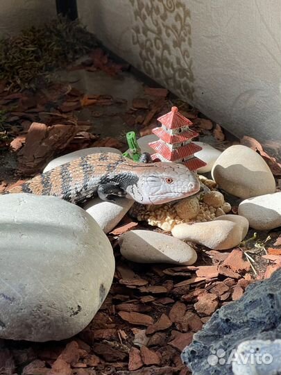 Синеязыкий сцинк