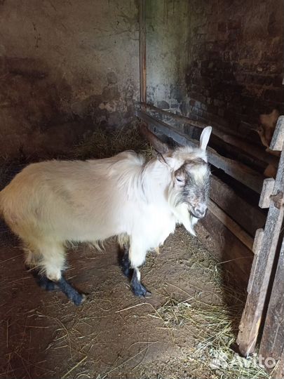 Альпийский козел