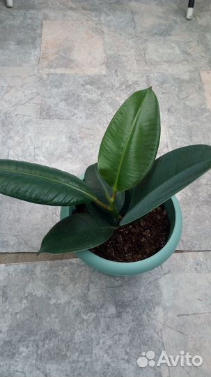 Фикус каучуконосный