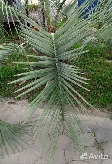 Бутия Головчатая семена