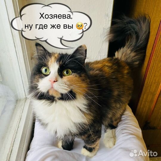 Красотка ждёт котородителей