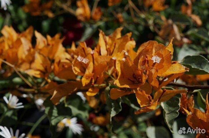 Бугенвиллия