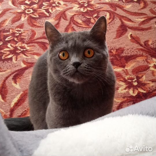 Британская