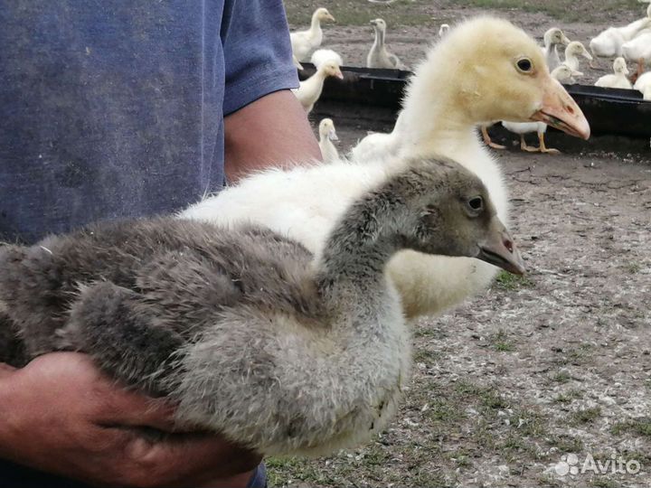 Гусята. Инкубационное яйцо гусей